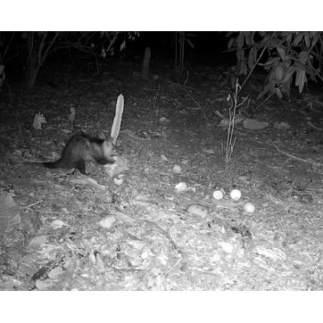 CAMERA LCD à vision nocturne IR HD longue portée - Assaut Balistique